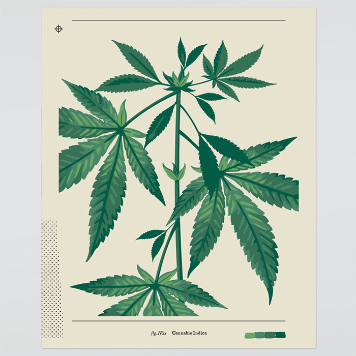 Cannabis Botanical Kit - COOL HUNTING®